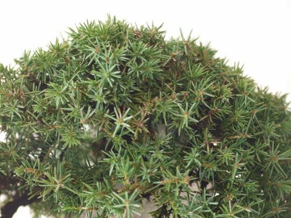 杜松 1点もの No.87の盆栽を販売｜父の日プレゼントの盆栽妙