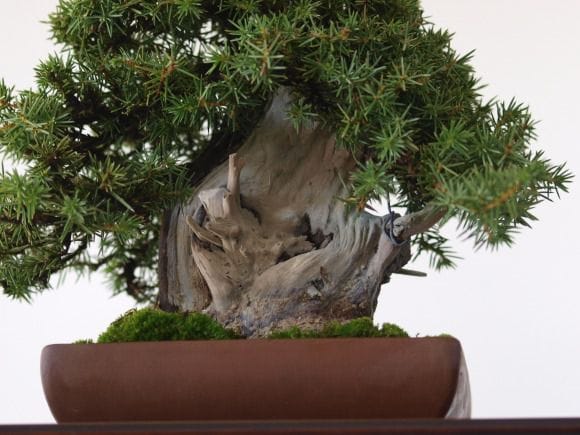 杜松（トショウ）ネズ　盆栽　中品サイズ 杜松（トショウ）ネズ / 盆栽、多肉植物、塊根植物、観葉植物