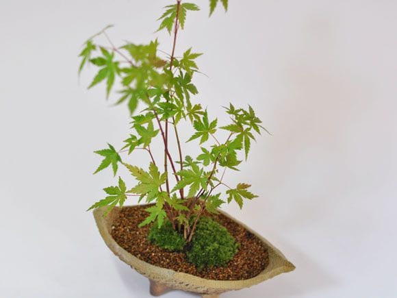 山もみじ寄せ植え 舟形山野草鉢の盆栽を販売｜入門は盆栽妙