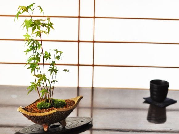 楽天市場】盆栽 松（種類（植木鉢）盆栽鉢）（植木鉢｜植木鉢