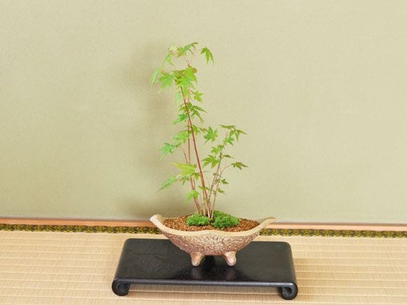 山もみじ寄せ植え　舟形山野草鉢