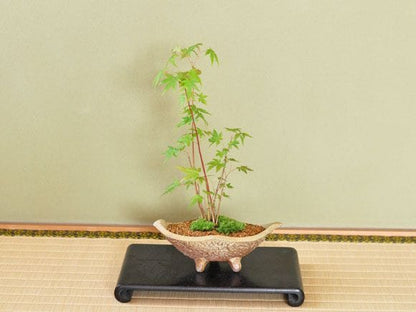 山もみじ寄せ植え　舟形山野草鉢