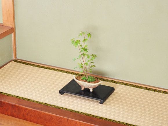 山もみじ寄せ植え　舟形山野草鉢