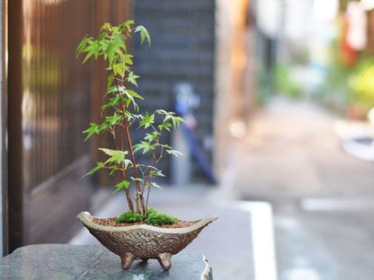 山もみじ寄せ植え　舟形山野草鉢