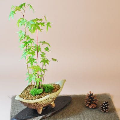 山もみじ寄せ植え　舟形山野草鉢
