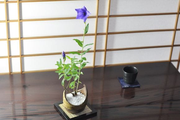 桔梗(ききょう)の盆栽　三日月鉢
