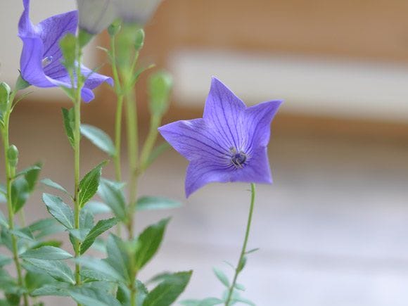 桔梗(ききょう)の盆栽　三日月鉢