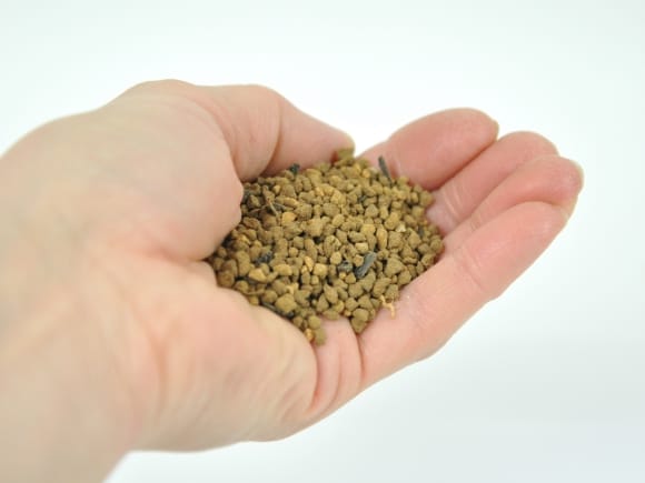 【minimoni】巨峰の粒　箱込1kg弱 ぶどう農園 Nini farm オンラインショップ