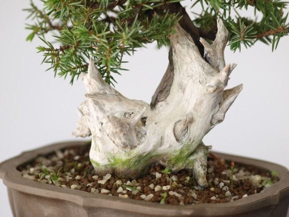 杜松 1点もの No.89の盆栽を販売｜父の日プレゼントの盆栽妙 – 盆栽妙 本店