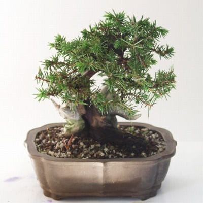 杜松　1点もの No.89