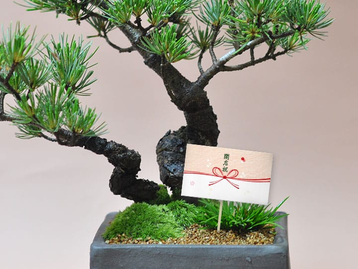 無料メッセージカード】熨斗メッセージカード｜盆栽妙 – 盆栽妙 本店