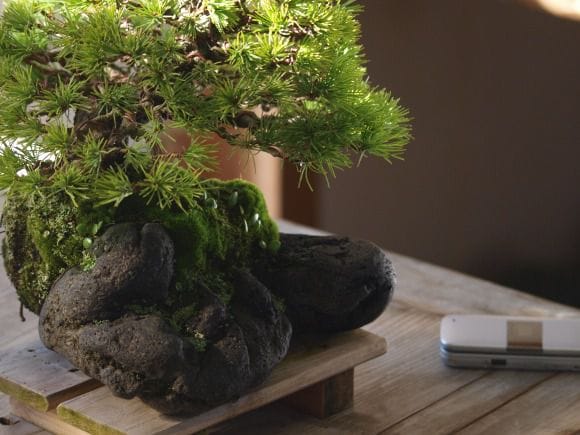 五葉松『石付』 五葉松石付き 小品盆栽 希少樹形 現品 : 盆栽ショップ わびさび