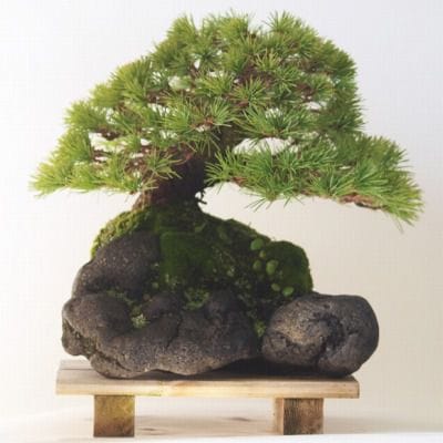 五葉松(石付)　1点もの No.90