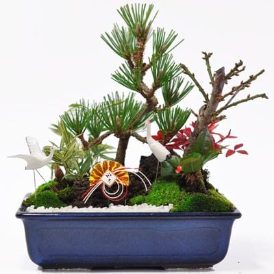 松竹梅の寄せ植え ちょうど良い大きさの7号サイズ