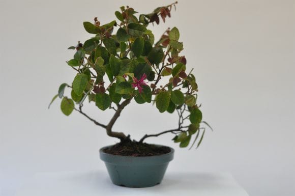 マンサク(赤) 1点もの No.465の盆栽を販売｜通信講座は盆栽妙 – 盆栽妙