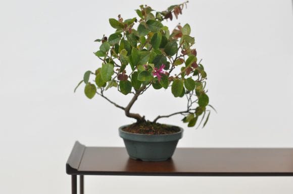 マンサク(赤) 1点もの No.465の盆栽を販売｜通信講座は盆栽妙 – 盆栽妙
