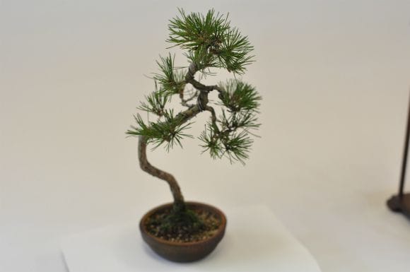 赤松のモダン盆栽 Haco Mame 豆盆栽 栽培セット 赤松／ホワイト(赤松／ホワイト