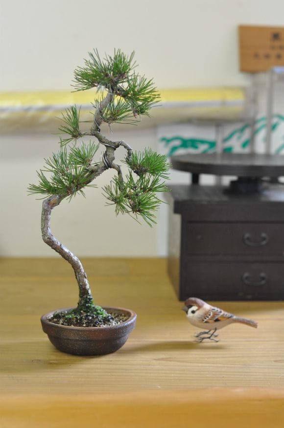 【大品　赤松盆栽】売約済　　　　⭕9/9到着指定、専用❗ 赤松 1点もの No.467の盆栽を販売｜通信講座は盆栽妙 – 盆栽妙 本店