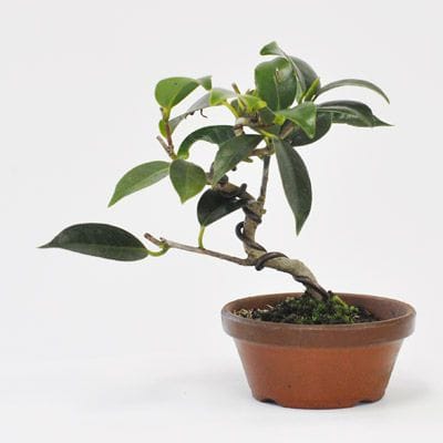 わびすけ椿 1点もの　No.468
