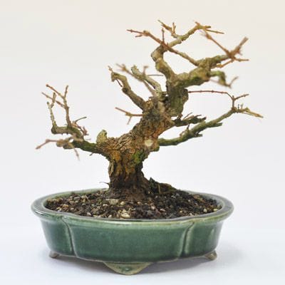 におい楓 1点もの　No.578