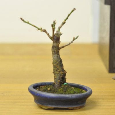 甲州野梅 　No.580