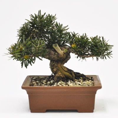 一位 1点もの　No.581