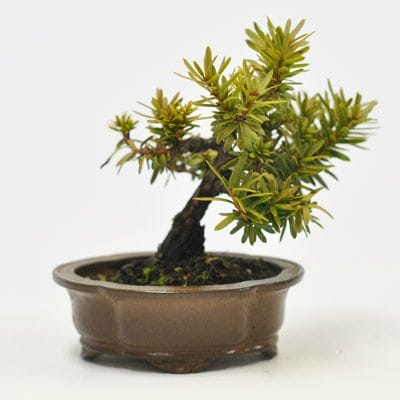 一位 1点もの　No.582