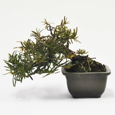 一位 1点もの　No.583