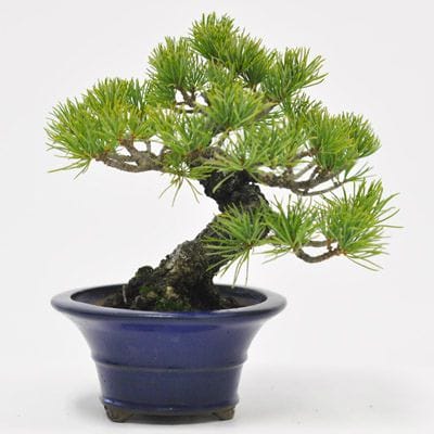 ゴヨウマツ五葉松 1点もの　No.587