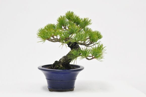 ゴヨウマツ五葉松 1点もの No.587の盆栽を販売｜はじめては盆栽妙