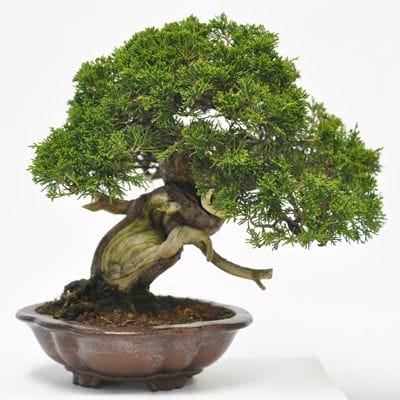 シンパク 1点もの　No.588