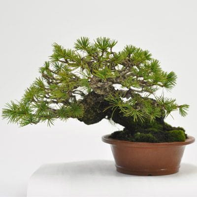 ゴヨウマツ五葉松 1点もの　No.589