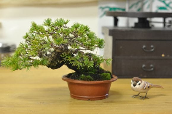 ゴヨウマツ五葉松 1点もの No.589の盆栽を販売｜はじめては盆栽妙
