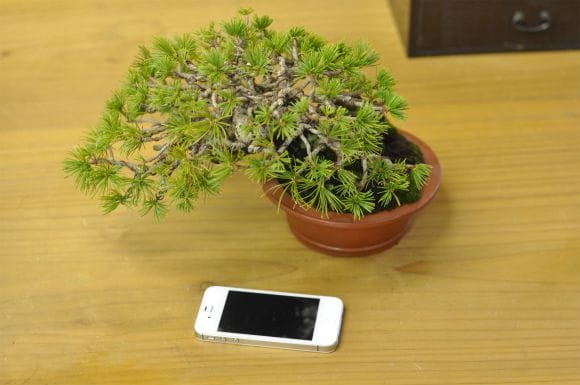 ゴヨウマツ五葉松 1点もの No.589の盆栽を販売｜はじめては盆栽妙