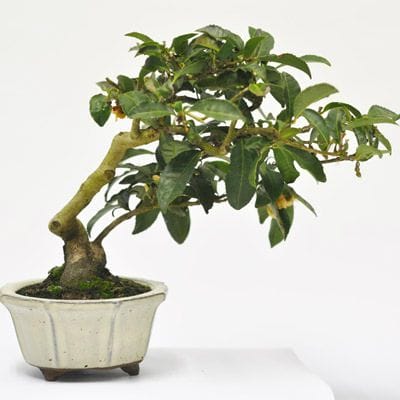 茶 1点もの　No.590