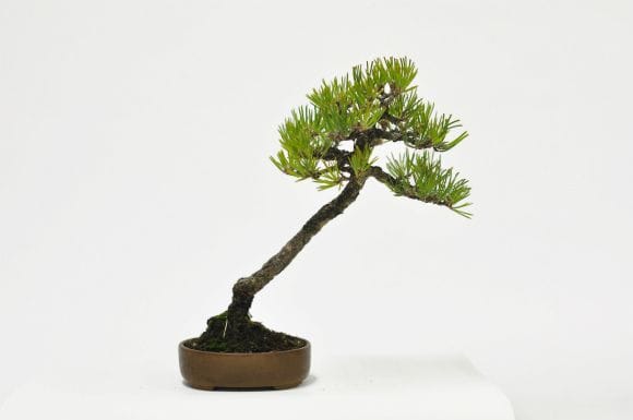 黒松 1点もの No.592の盆栽を販売｜はじめては盆栽妙 – 盆栽妙 本店