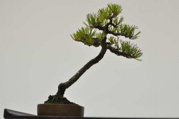 黒松 1点もの No.592の盆栽を販売｜はじめては盆栽妙 – 盆栽妙 本店