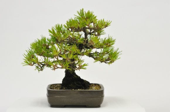 黒松 1点もの No.593の盆栽を販売｜はじめては盆栽妙 – 盆栽妙 本店