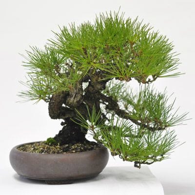 赤松 1点もの　No.594