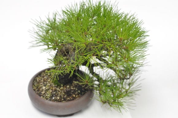 石と赤松盆栽 盆栽：赤松石付 現品*あかまつ アカマツ Akamatsu bonsai 中品