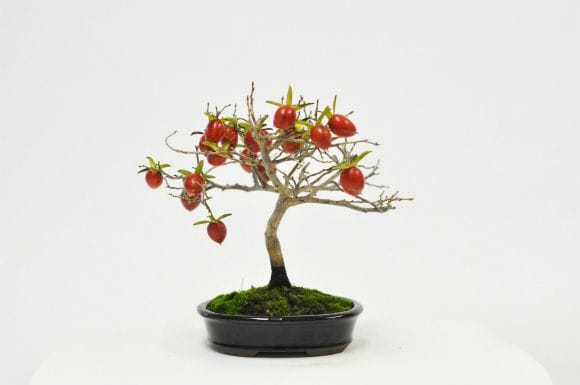 老爺柿 1点もの No.596の盆栽を販売｜はじめる盆栽妙 – 盆栽妙 本店