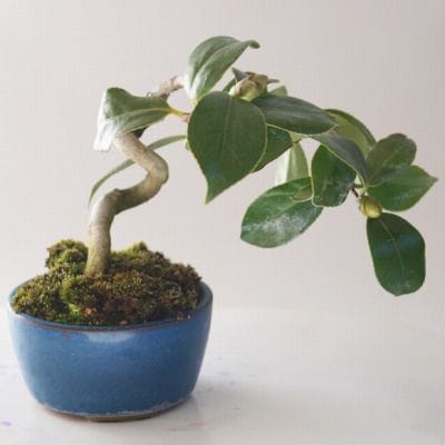 胡白蝶　1点もの No.93