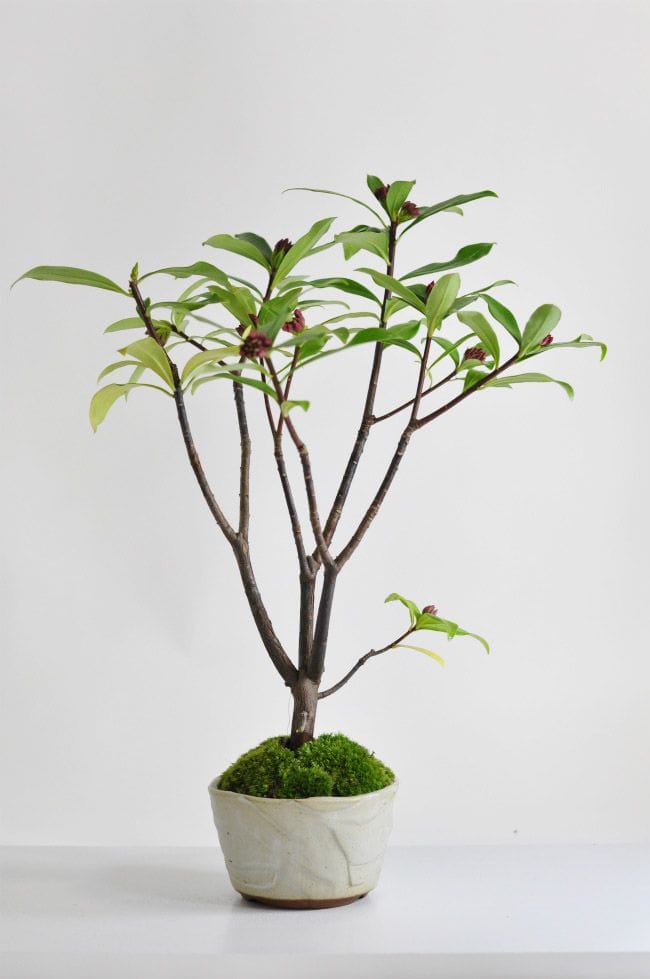 沈丁花(じんちょうげ)の盆栽を販売｜はじめる専門店 盆栽妙 – 盆栽妙 本店