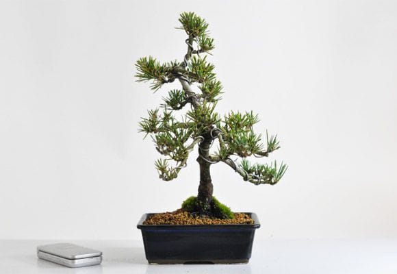 枝ぶりの良い寿松の盆栽を販売｜はじめる専門店 盆栽妙 – 盆栽妙 本店