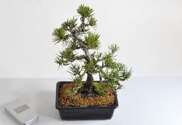 枝ぶりの良い寿松の盆栽を販売｜はじめる専門店 盆栽妙 – 盆栽妙 本店
