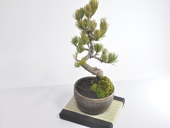 ミニ畳 15角 【敷物】を販売｜一から始める盆栽妙 – 盆栽妙 本店