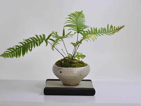 ミニ畳 15角 【敷物】を販売|一から始める盆栽妙 – 盆栽妙 本店 ミニ畳 15角 【敷物】を販売|一から始める盆栽妙 – 盆栽妙 本店