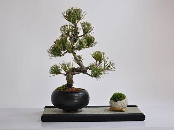 ミニ畳 長方形 【敷物】を販売｜一から始める盆栽妙 – 盆栽妙 本店