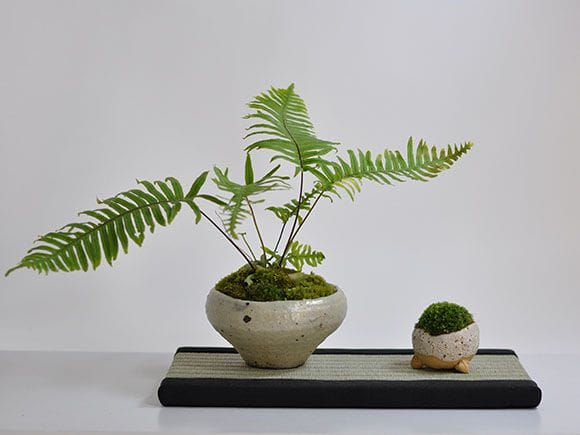 ミニ畳 長方形 【敷物】を販売｜一から始める盆栽妙 – 盆栽妙 本店
