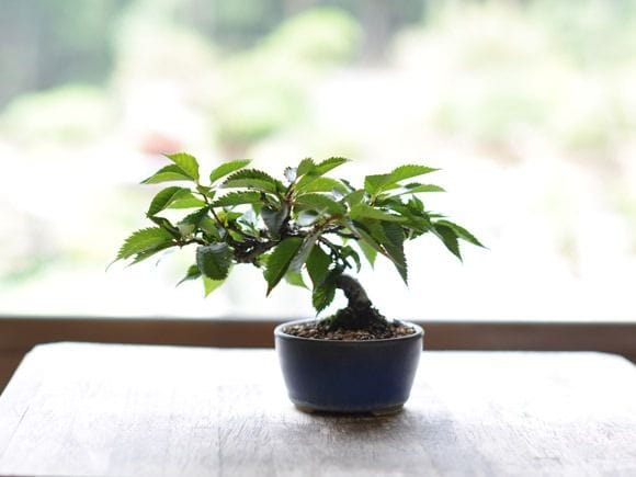 信濃寒桜の盆栽を販売｜父の日プレゼントの盆栽妙 – 盆栽妙 本店